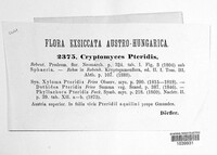 Cryptomycina pteridis image